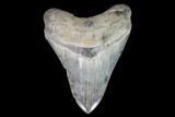 Serrated, Fossil Megalodon Tooth - Georgia #101481-1